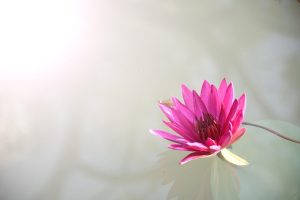 When to Lotus365 Promo Code Review 2026: Bonus, App, Withdrawal Tested